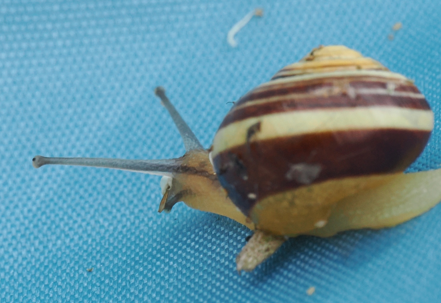 Cepaea-sp